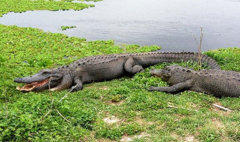 This March 24, 2014 photo shows alligators at Paynes Prairie Preserve State Park, in Gainesville, Fla. AP Photo/Jay Reeves