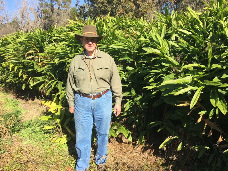  Verdant Kitchen grows its ginger, turmeric and galangal on the grounds of Lebanon Plantation, property that has been in the family of co-founder Howard Morrison for many years.