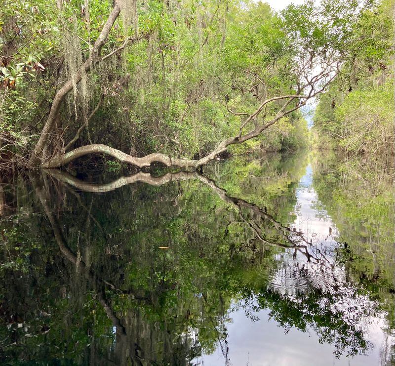 The reflections on the Okefenokee.