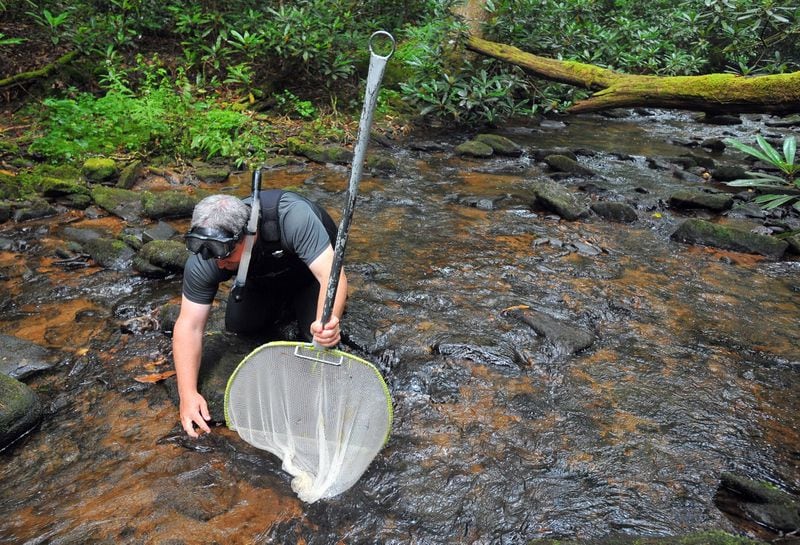 July 31, 2012 Union, GA: Thomas Floyd, a biologist with the DNR non-game conservation division searches a creek for hellbenders in the Chattahoochee National Forest near Union, GA Tuesday July 31, 2012. Hellbenders, unique to mountains of eastern United States, are one of the largest salamanders in the world, and can reach 2 feet long. They live under large rocks in stream beds. BRANT SANDERLIN / BSANDERLIN@AJC.COM