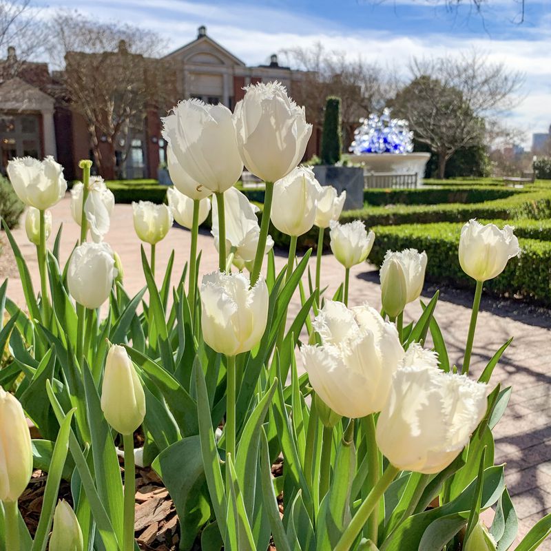 The Atlanta Botanical Garden’s Atlanta Blooms! exhibit runs from now until April 30.