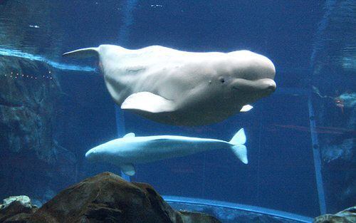 Belugas return to aquarium