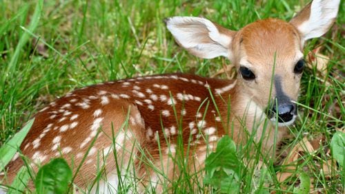 A lot of baby fawns are appearing with their mothers now, and more will be doing so as the summer progresses. Most fawns in Georgia are born between May and August, with the peak time in June. (Courtesy of ForestWander Nature Photography / Creative Commons)