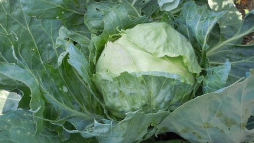 Cabbage is one of the cold-weather champs. WALTER REEVES