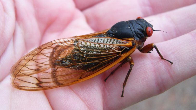 Periodical cicadas, like the one shown here, emerge every 13-17 years. This one is similar to the Brood X periodical cicadas that soon will be emerging for the first time in 17 years from below ground. (Courtesy of Nancy Hinkle/UGA)
