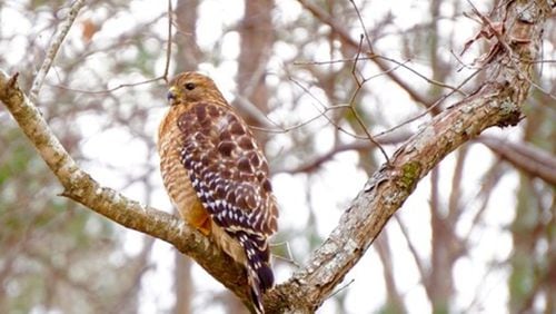 Rob DeMarco took this photo at his home on Lake Dow. Another reader recently sent a photo of what he thought was a red-shouldered hawk. A program manager from the Cornell Lab of Ornithology contacted the AJC to let us know that it was, in fact, a red-tailed hawk. According to Robert Sargent, red-shouldered hawk has reddish bars on its breast and belly and a banded tail. In contrast, adult red-tailed hawks usually feature a large patch of dark streaks (vertical dashes) below a whitish upper breast, and a reddish tail (upper-side). Red-tailed hawks are larger than red-shouldered hawks, and prefer to hunt over open fields whereas the latter species mostly inhabits woody areas and margins of forests. Red-tailed hawks emit a “cheeeeeew” call, which is often featured in movie soundtracks, even when the bird flying across the movie screen is a bald eagle! The red-shouldered hawk’s call sounds like “keerya, keerya, keerya.”
