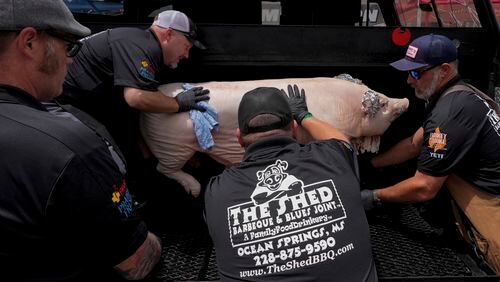 Shaun Stecklein, left, Jeff Fritz, Nick Ray and Buddy Aucoin, right, of The Shed BBQ and Blues Joint team load a whole hog into a cooker as they compete at the World Championship Barbecue Cooking Contest, Friday, May 17, 2024, in Memphis, Tenn. (AP Photo/George Walker IV)