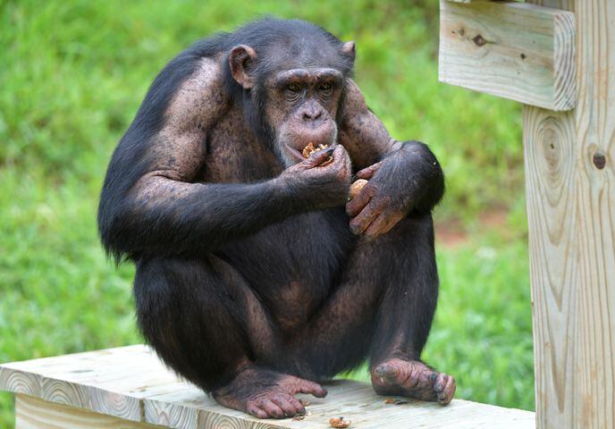 Project Chimps offers new life for research animals