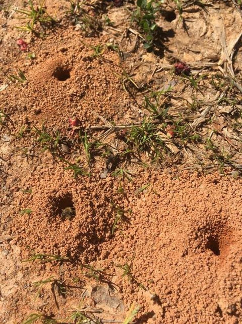 These nests were built by miner bees on the campus of Georgia Tech. The nests can be mistaken for ant hills. (HANDOUT/Georgia Tech)