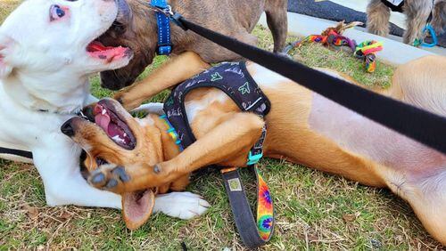 Dogs play in Thurman Springs Park in Powder Springs. A less-friendly exchange between two dogs at a city event led the city to ban non-service animals from events in public parks as a safety measure. (Photo provided/Spa Wags Powder Springs)