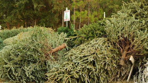 Alpharetta is hosting their annual "Bring One For The Chipper" Christmas tree recycling event 9 a.m. until 3 p.m. Jan. 8 at The Home Depot, 5300 Windward Parkway. (Courtesy Davey Tree Expert Company)
