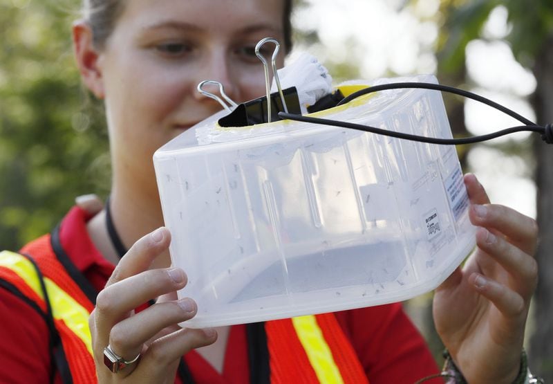 Callie Pierce, a seasonal staff member at the DeKalb County Health Department’s Division of Environmental Health, checks a mosquito trap at Brookside Park. The mosquitoes in the trap were removed for testing. After stretches of heavy rains, mosquitoes tend to multiply, and this year testing is showing an unusually high number of mosquitoes testing positive for West Nile virus. BOB ANDRES / BANDRES@AJC.COM