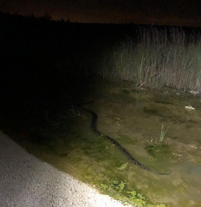 A hunter killed a 17.5 foot python, setting a Florida state record. (Photo: Southwest Florida Management District)