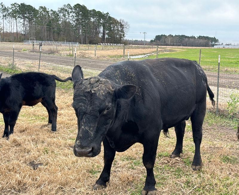 This bull has become the talk of Hazlehurst. Was he blown into a difference pasture during a storm? Or did he jump a fence?