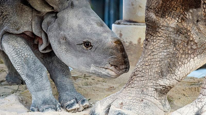 A 7-year-old greater one-horned Indian rhinoceros named Akuti gave birth to a new calf Tuesday after a 15-month gestation period. The new baby rhino has not been named yet.