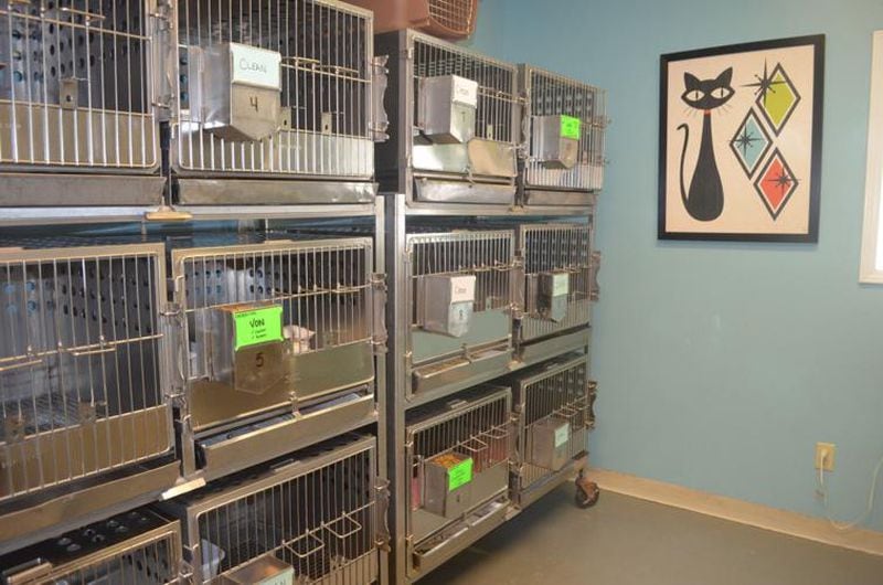 The cat room at the Best Friends Humane Society in Worth County has less cats than usual after a discounted week of cat adoptions. (Photo Courtesy of Lucille Lannigan)