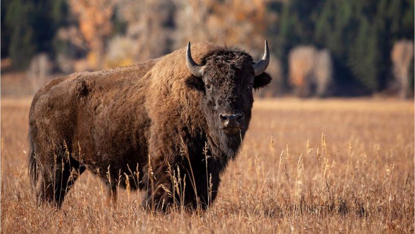 Bison attacks woman trying to get picture
