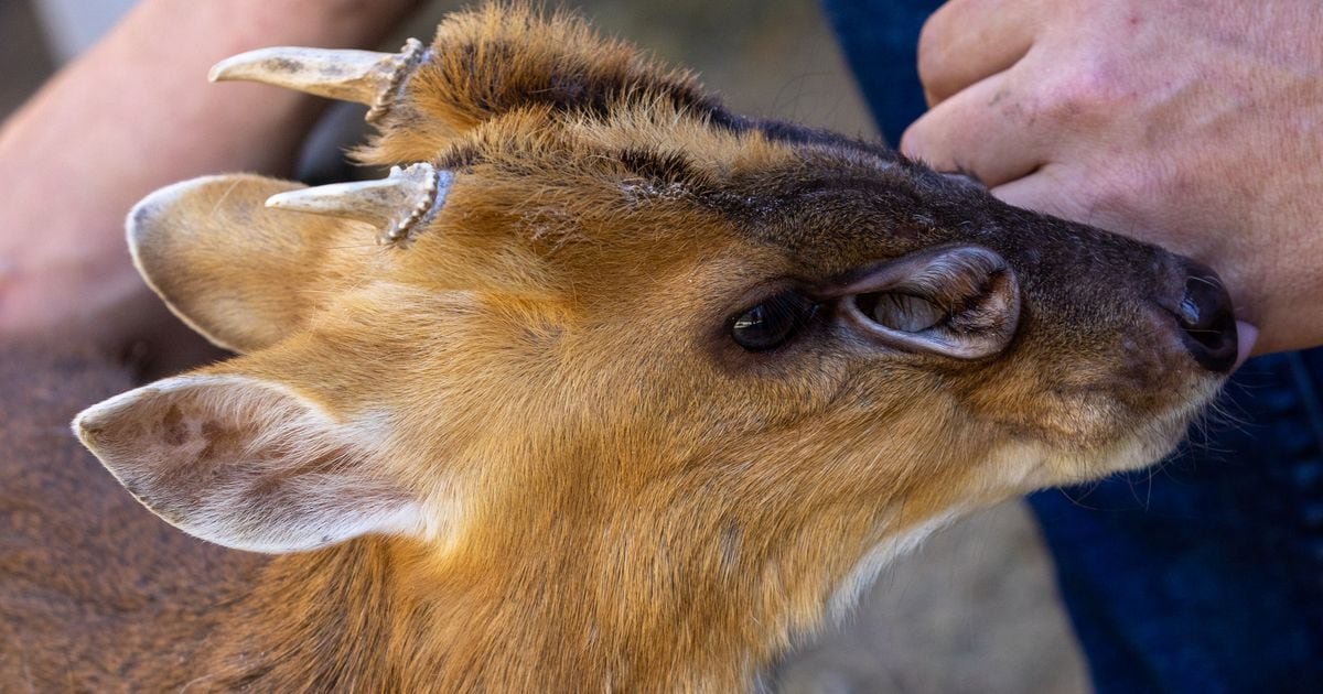 Marvin, a barking deer that squeaks, wants you to pay attention