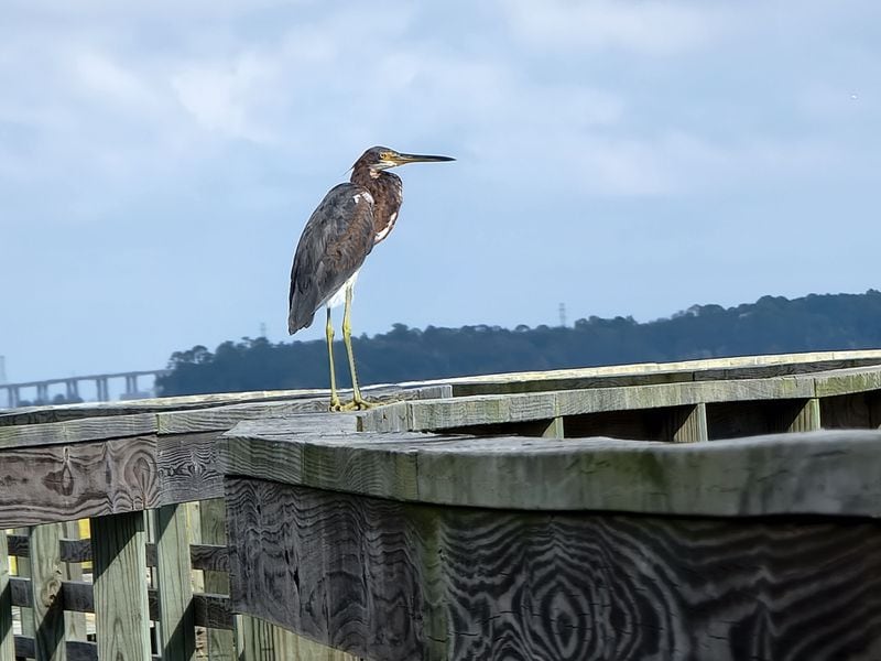 Tricolored herons can be spotted on Amelia Island, Florida. 
Courtesy of Wesley K.H. Teo