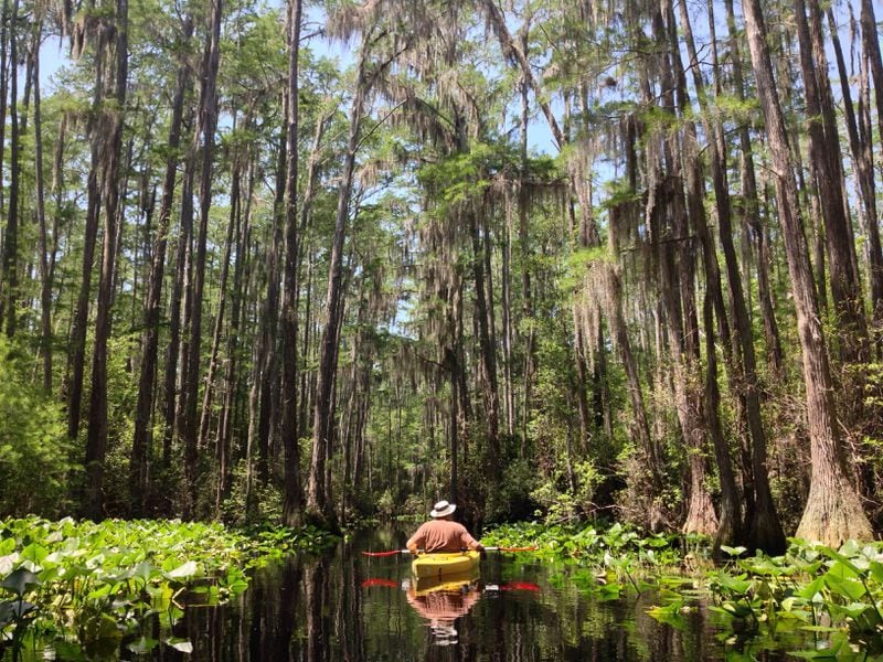 Paddling at Stephen C. Foster State Park in the Okefenokee Swamp in Fargo, Georgia.