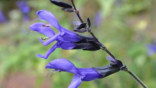 The intense blue flowers of ‘Black and Blue’ salvia are magnets for hummingbirds and butterflies. CONTRIBUTED BY WALTER REEVES