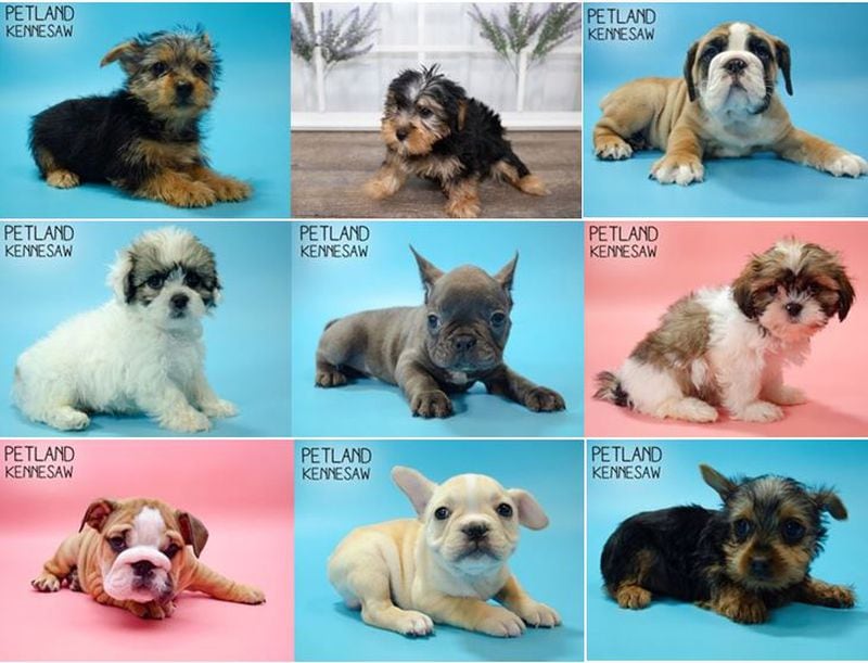 Petland released photos of nine of the 11 stolen puppies.