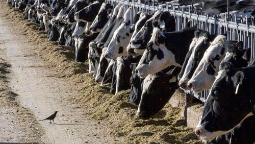FILE - Dairy cattle feed at a farm on March 31, 2017, near Vado, N.M. Bird flu has been detected in beef for the first time, the U.S. Department of Agriculture said Friday, May 24, 2024, but officials said the meat from a single sickened dairy cow was not allowed to enter the nation's supply and beef remains safe to eat. (AP Photo/Rodrigo Abd, File)
