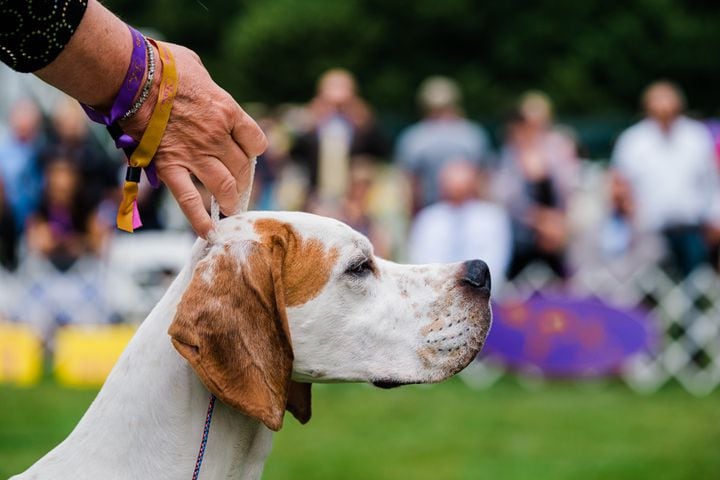 A pointer named Chalice competes at the Westminster Kennel Club Dog Show, held at the Lyndhurst Mansion in Tarrytown, N.Y., on Sunday, June 13, 2021. (Gabriela Bhaskar/The New York Times)