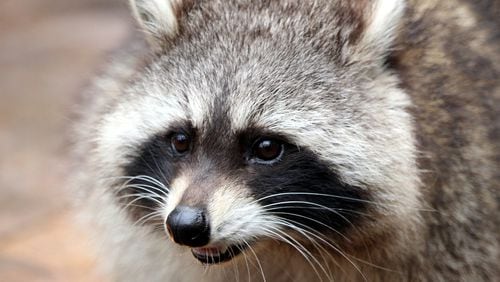 “Zombie raccoons” are disturbing a suburb of Chicago, and police are warning residents that dogs could be at risk of catching the raccoons’ disease.