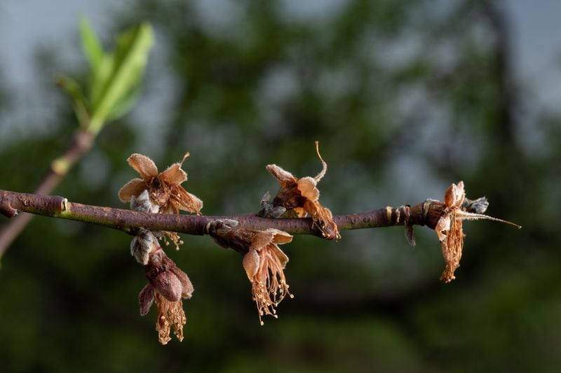Dead peach blossoms in one of Dickey Farms’ groves in Musella on Tuesday, Mar. 28, 2023. Ben Gray for the Atlanta Journal-Constitution