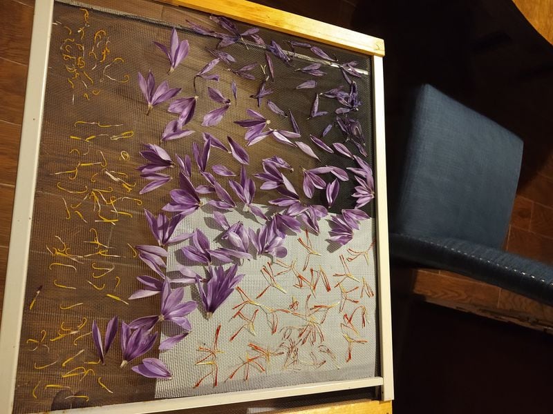 Every part of the saffron crocus blossom has a use. Katie Bridges dried her blossoms on window screens, carefully hand separating the lilac petals, the deep orange stigmas and the bright yellow stamens. CONTRIBUTED BY KATIE BRIDGES