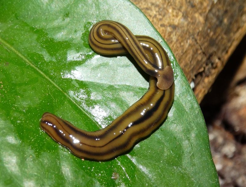 A slithery invasive species known as the shovel-headed garden worm is on the move in Georgia — spotted numerous times around the state, including more than 100 possible sightings in the Atlanta area alone, according to reports. The snake-like creature is a terrifying sight. Also known as a hammerhead worm because of its distinctive half-moon-head shape, the terrestrial planarian is yellowish-brown with a stripe down the middle of its back.
