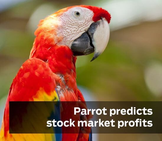 Parrot predicts stock market profits
