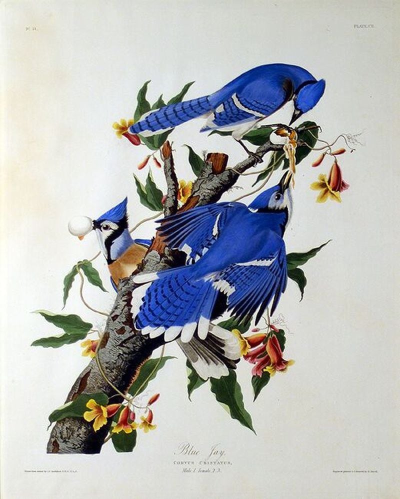 “Blue Jay” by John James Audubon. Gift of Mr. and Mrs. H. C. Carson. CONTRIBUTED BY OGLETHORPE UNIVERSITY MUSEUM OF ART