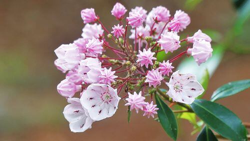 Mountain laurel has started blooming and will continue to do so through June. It is one of the certainties of nature in mid-May. CHARLES SEABROOK
