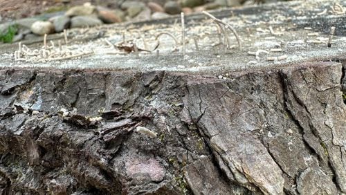 The sap of newly cut trees attracts ambrosia beetles, which bore into the wood and then produce telltale toothpicks on the surface. (Courtesy of Hannah Wise)