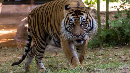 Emerson, a Sumatran tiger and a new arrival at Zoo Atlanta, is expected to mate with resident female Chelsea, in which case he may soon be celebrating Father’s Day too. Photo: courtesy Zoo Atlanta