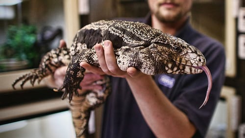 A handler displays an Argentine black and white tegu, a species of lizard that Georgia regulators recently added to its list of restricted wild animals. (Photo by Carl Court/Getty Images)