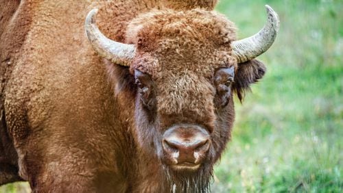 Bison attacks woman near South Dakota park