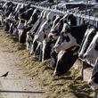 FILE - Dairy cattle feed at a farm on March 31, 2017, near Vado, N.M. Bird flu has been detected in beef for the first time, the U.S. Department of Agriculture said Friday, May 24, 2024, but officials said the meat from a single sickened dairy cow was not allowed to enter the nation's supply and beef remains safe to eat. (AP Photo/Rodrigo Abd, File)