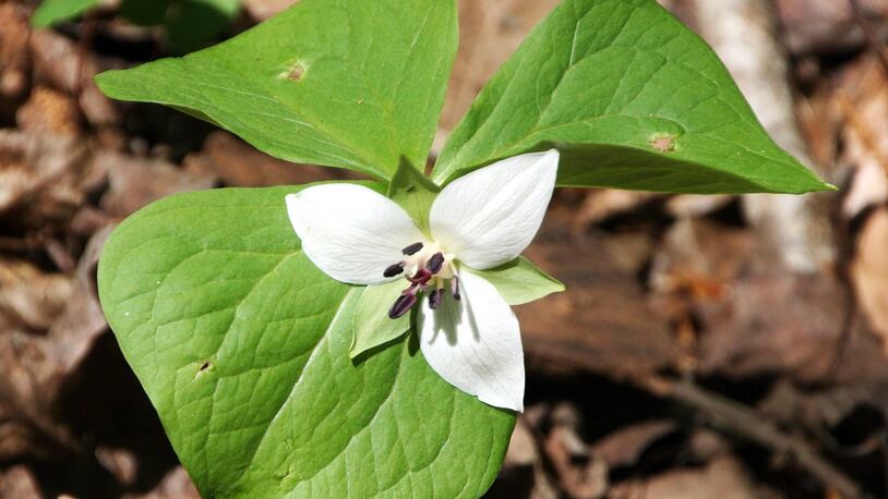 The Southern nodding trillium (Trillium rugelli) is one of 22 trillium species native to Georgia, which has more trillium species than any other state. Trilliums appear in early spring in moist, shady, mature hardwood forests.