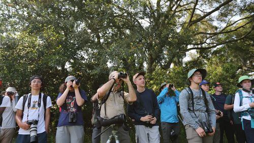 Bob Sargent, Georgia Department of Natural Resources, and the Camp TALON birders get a good look at nesting waterfowl in the trees at Harris Neck National Wildlife Refuge on Tuesday, June 6, 2023. (Photo Courtesy of Richard Burkhart/Savannah Morning News)