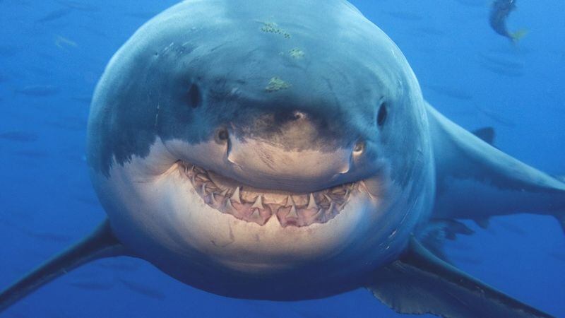 A Great White shark similar to a huge shark a South Carolina fisherman tagged off Hilton Head last weekend.