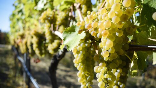 Viognier is a white wine grape variety similar to chardonnay, but with marked differences. (Dreamstime)