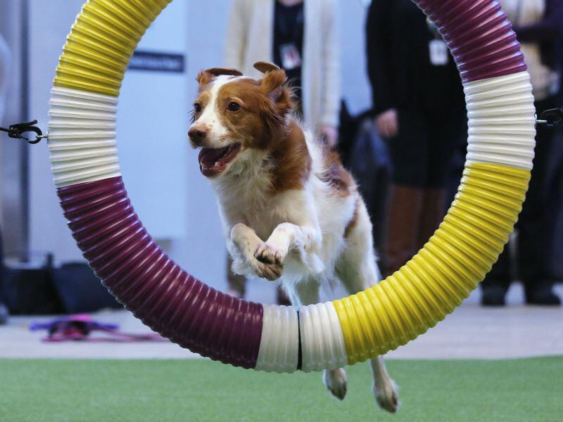 NEW YORK, NY - FEBRUARY 06: Mimi, 5, a Britney Spaniel rescue dog, demonstrates skills for the upcoming agility competition as part of the Westminster Dog Show on February 6, 2014 at Madison Square Garden in New York City. This is the first year for the Masters Agility Championship at Westminster to be held this Saturday at Pier 94 in New York, ahead of the big event - the 138th Annual Westminster Kennel Club Dog Show. (Photo by John Moore/Getty Images) NEW YORK, NY - FEBRUARY 06: Mimi, 5, a Britney Spaniel rescue dog, demonstrates skills for the upcoming agility competition as part of the Westminster Dog Show on February 6, 2014 at Madison Square Garden in New York City. This is the first year for the Masters Agility Championship at Westminster to be held this Saturday at Pier 94 in New York, ahead of the big event - the 138th Annual Westminster Kennel Club Dog Show. (Photo by John Moore/Getty Images)
