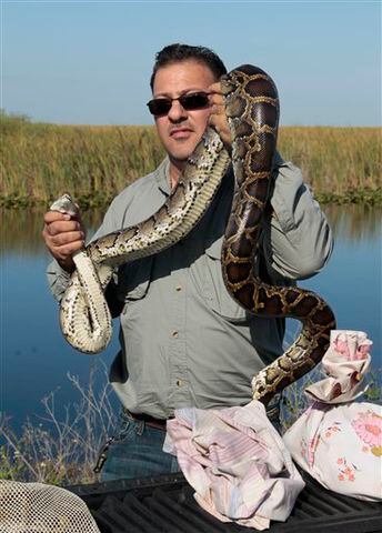 Snake hunter Dave Leivman, of Weston, Fla., shows a nine-foot python he hunted down. Non-native Burmese pythons are the likely cause of a massive mammal decline in Florida's Everglades.