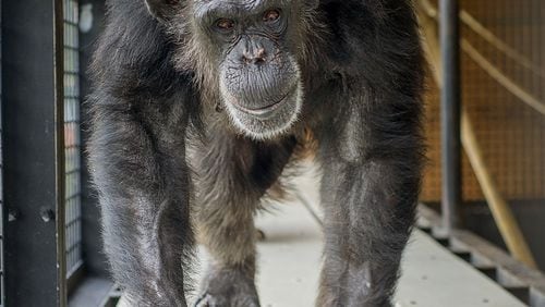 Precious, 28, is one of the oldest chimps now in residence at Project Chimps. Image credit: Crystal Alba