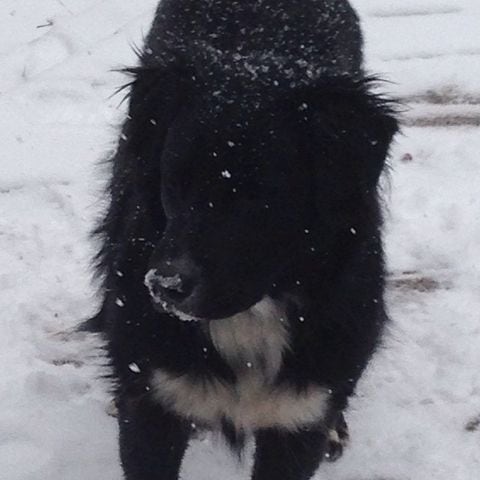 Doga likes eating snow. -- @mandangus