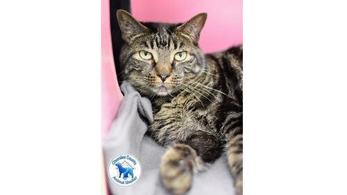 More than 40 cats are available for immediate adoption at the Cherokee County Animal Shelter in Canton. CHEROKEE COUNTY ANIMAL SHELTER