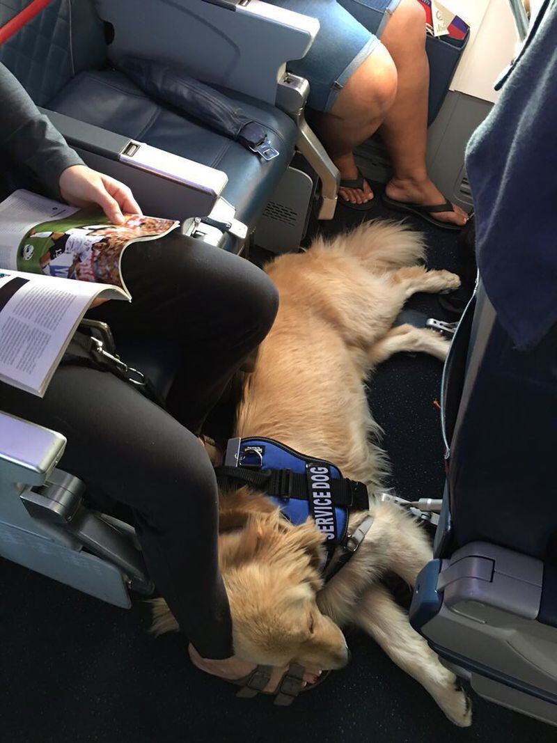 An emotional support dog in a blue vest. (Credit: Twitter)